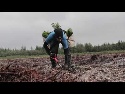 Introducing the Tree Planters